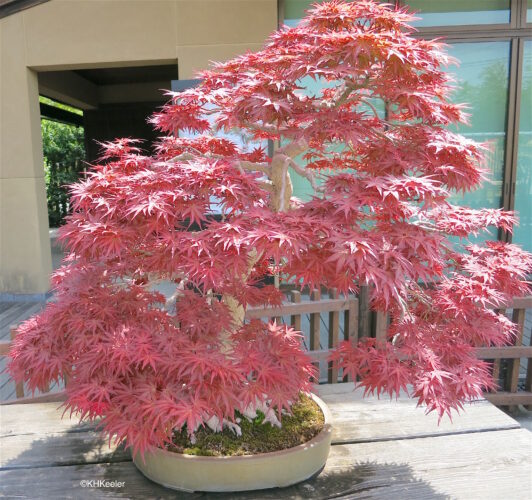 Maple